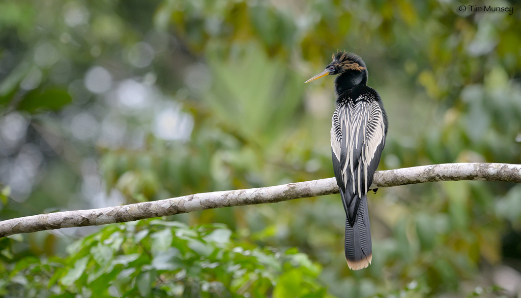 Anhinga watching